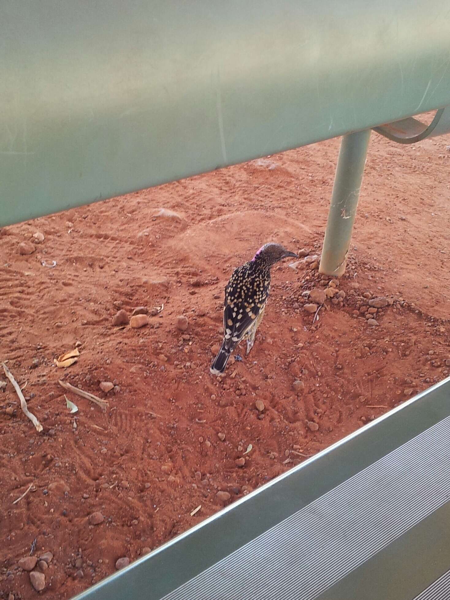 Image of Western Bowerbird