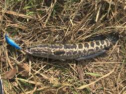 Image of Blotched snakehead