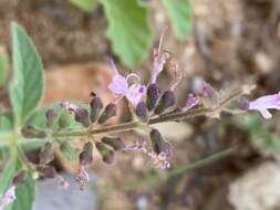 Imagem de Syncolostemon canescens (Gürke) D. F. Otieno