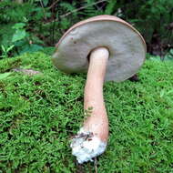 Plancia ëd Austroboletus gracilis (Peck) Wolfe 1980