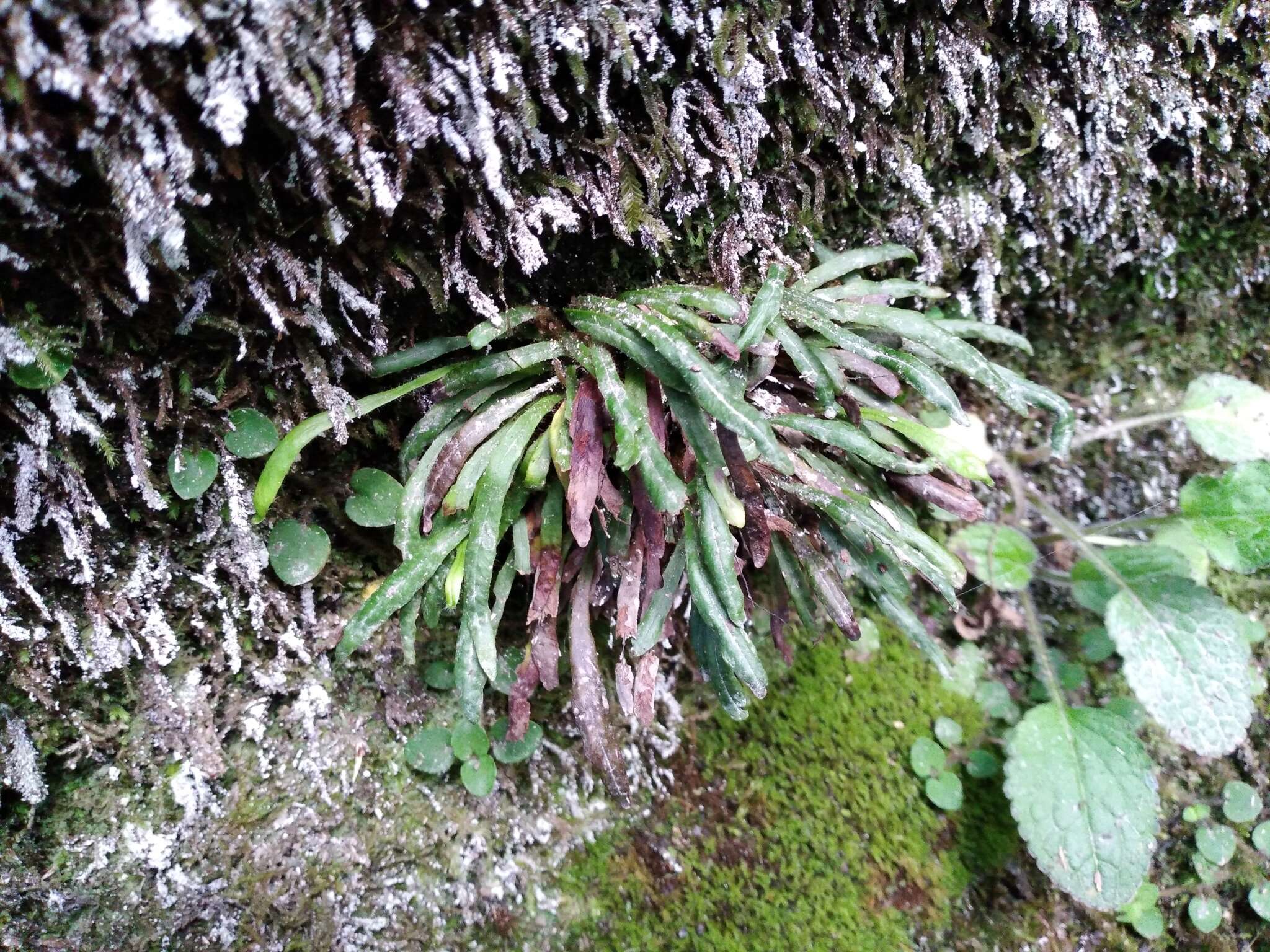 Notogrammitis patagonica (C. Chr.) Parris的圖片