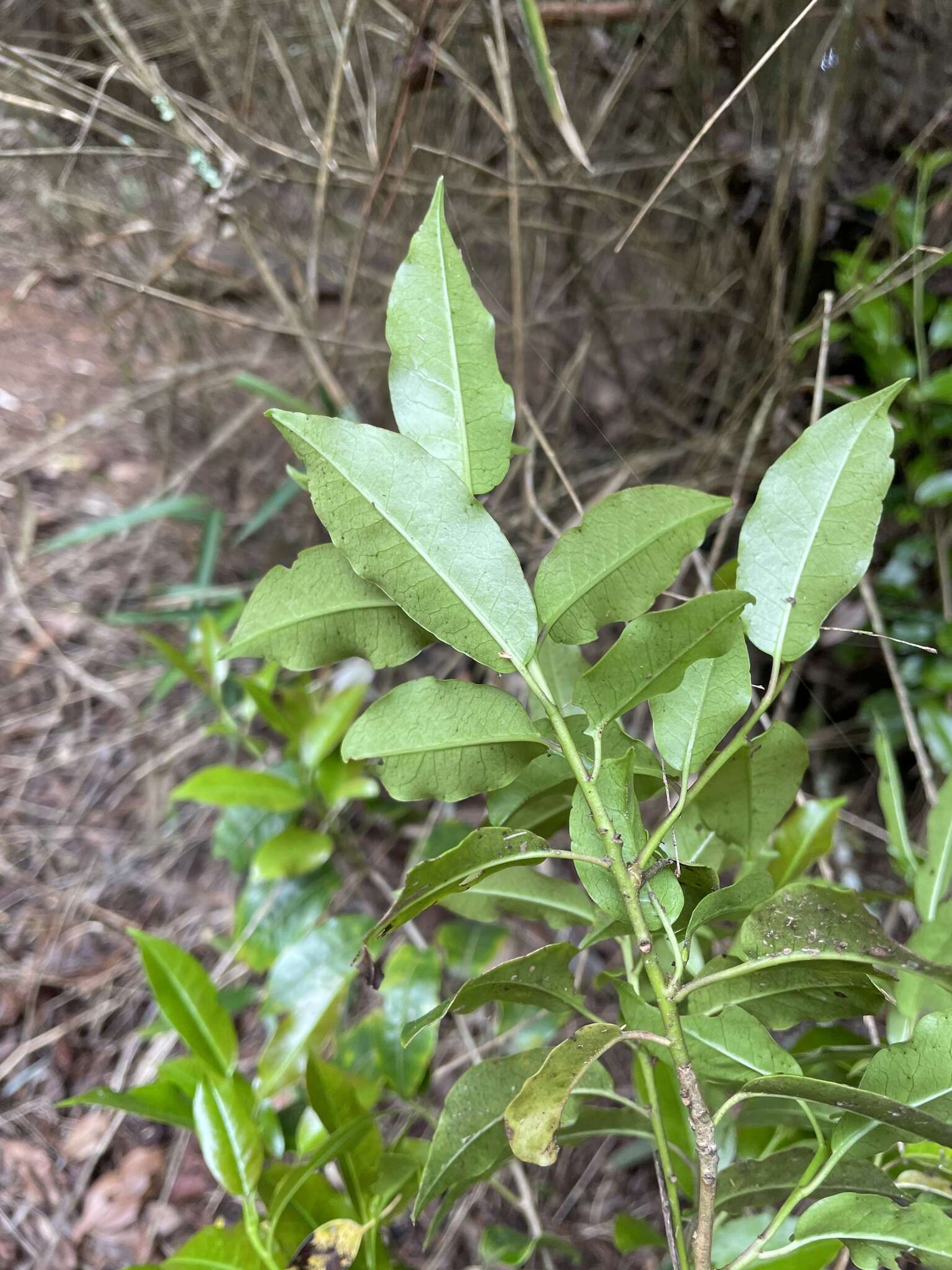 Image de Ilex pedunculosa Miq.