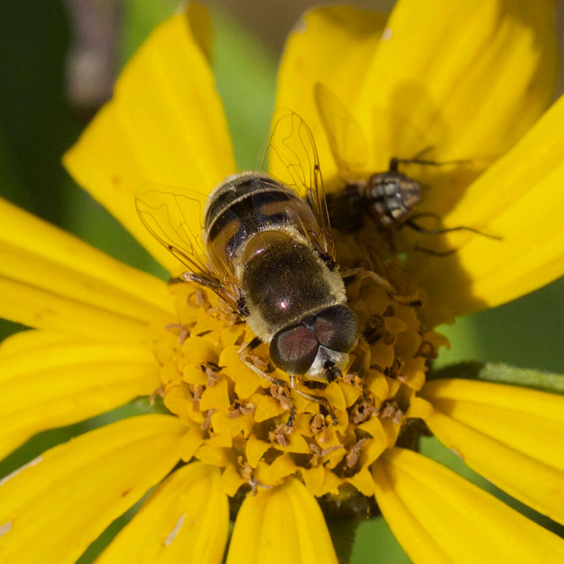 Image of Eristalis stipator Osten Sacken 1877