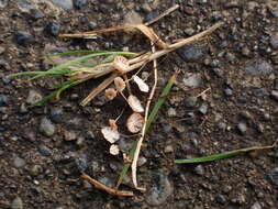 Image of Marasmius curreyi Berk. & Broome 1879