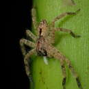 Image of Heteropoda onoi Jäger 2008