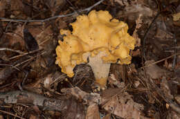 Image of Cantharellus lateritius (Berk.) Singer 1951