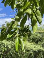 Image of violet tree