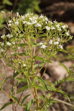 Image of sawtooth candyleaf