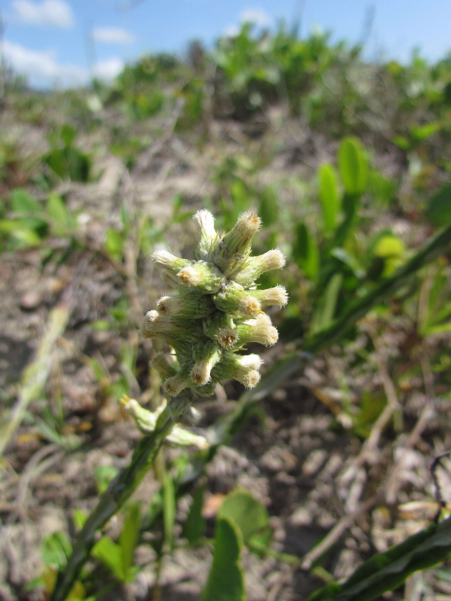 Image de Pterocaulon lorentzii Malme