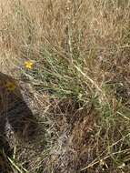 Image of Helianthus devernii Draper