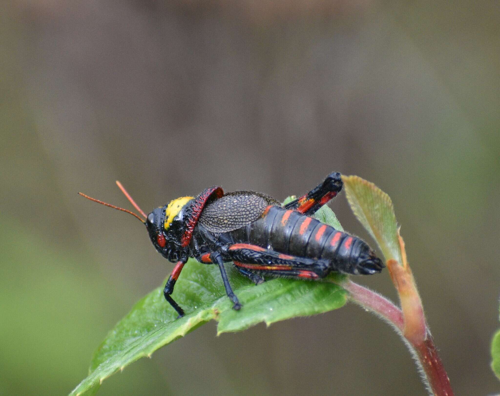 Image of Liladownsia fraile Fontana, Mariño-Pérez, Woller & H. Song 2014