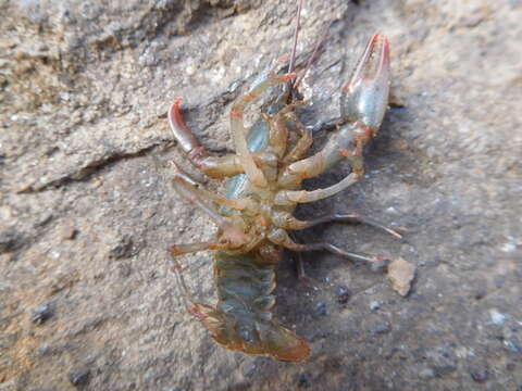 Image of Chattahoochee Crayfish