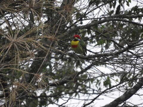 Image of Blue-moustached Barbet