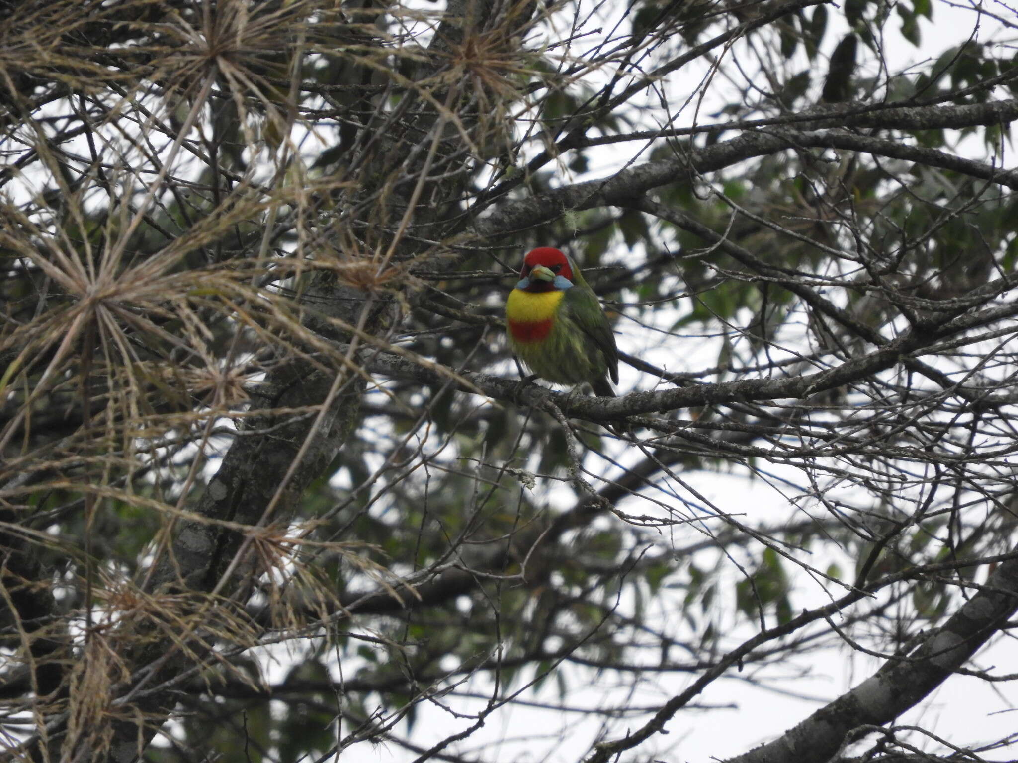 Image of Blue-moustached Barbet