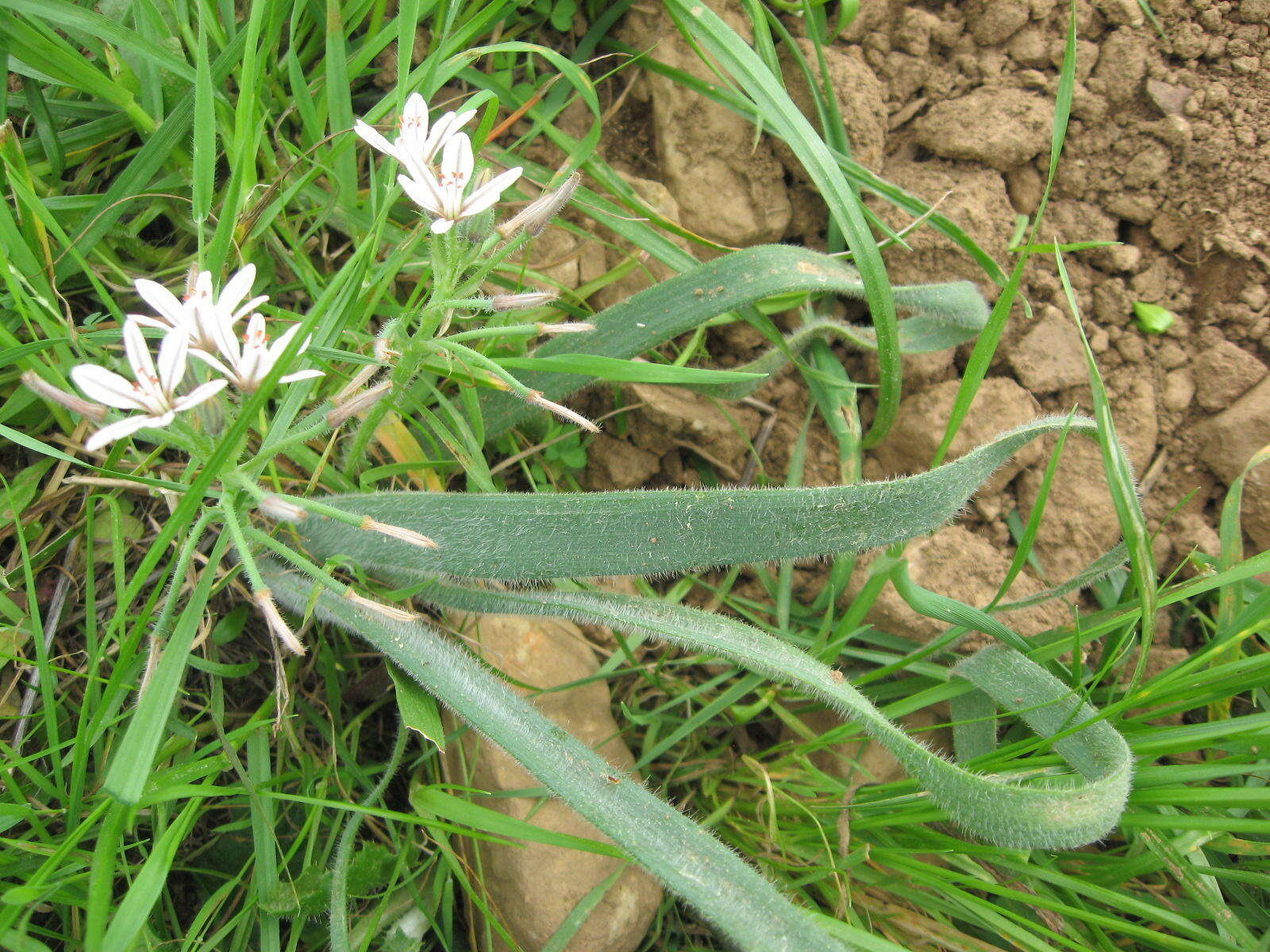 Image of Trachyandra hispida (L.) Kunth