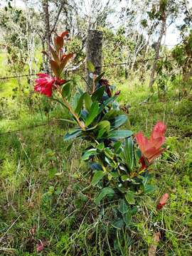 Plancia ëd Cavendishia nitida (Kunth) A. C. Sm.