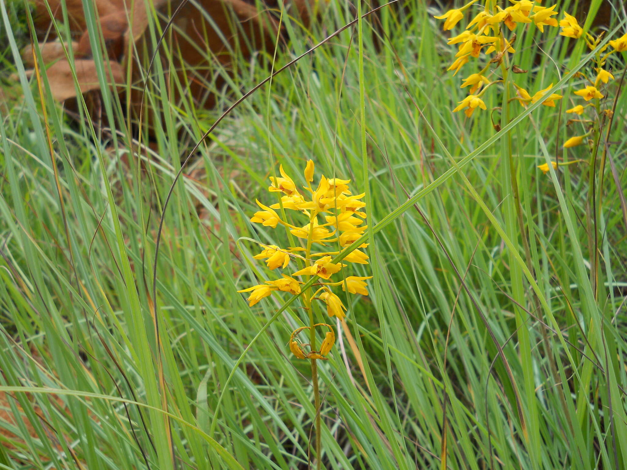 Image of Eulophia odontoglossa Rchb. fil.