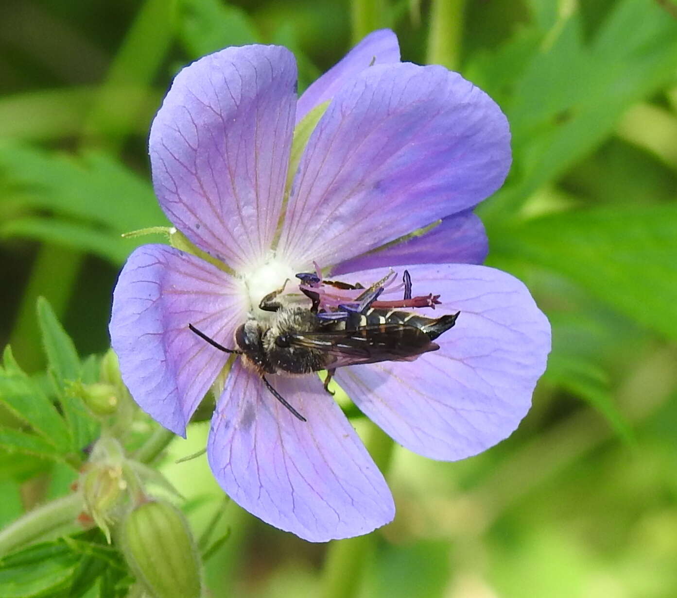 Imagem de Coelioxys alatus Förster 1853