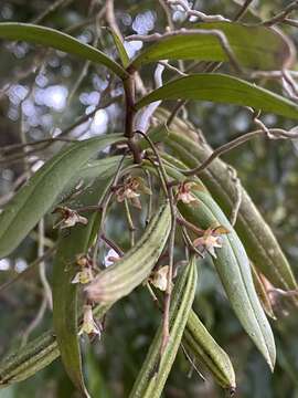 Plancia ëd Plectorrhiza tridentata (Lindl.) Dockrill