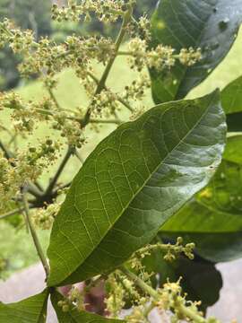 Image of Melicope xanthoxyloides (F. Müll.) T. G. Hartley