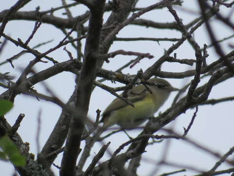 Image of Bell's Vireo