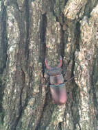 Image of Stag beetle