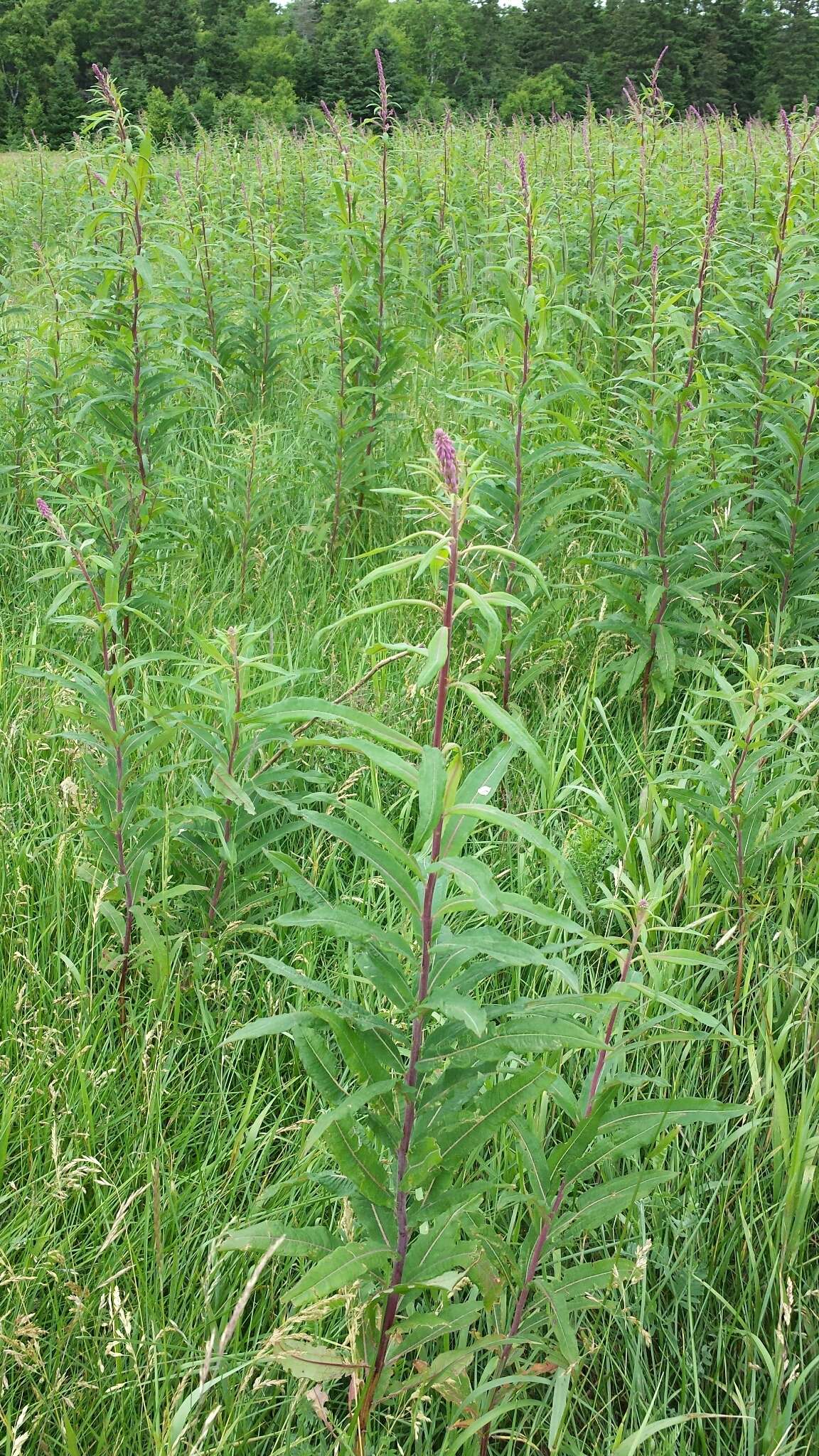 Image of bird vetch