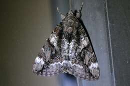 Image of Little Nymph Underwing