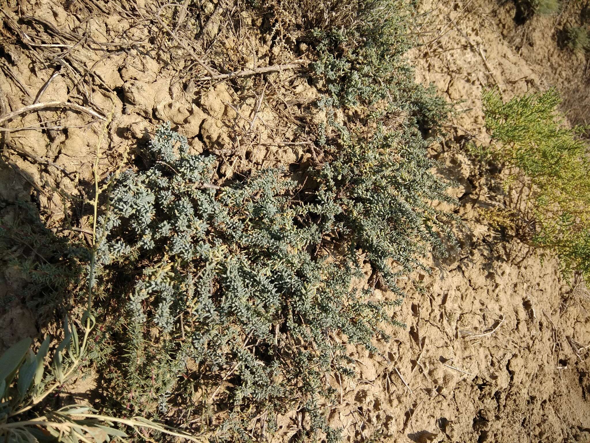 Nitrosalsola ericoides (M. Bieb.) Theodorova resmi