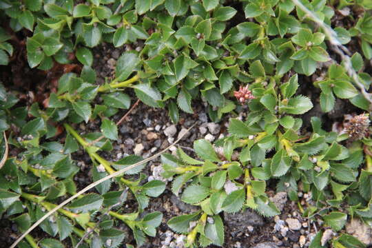 Image of Salix berberifolia subsp. tschuktschorum (A. Skvorts.) Worosch.