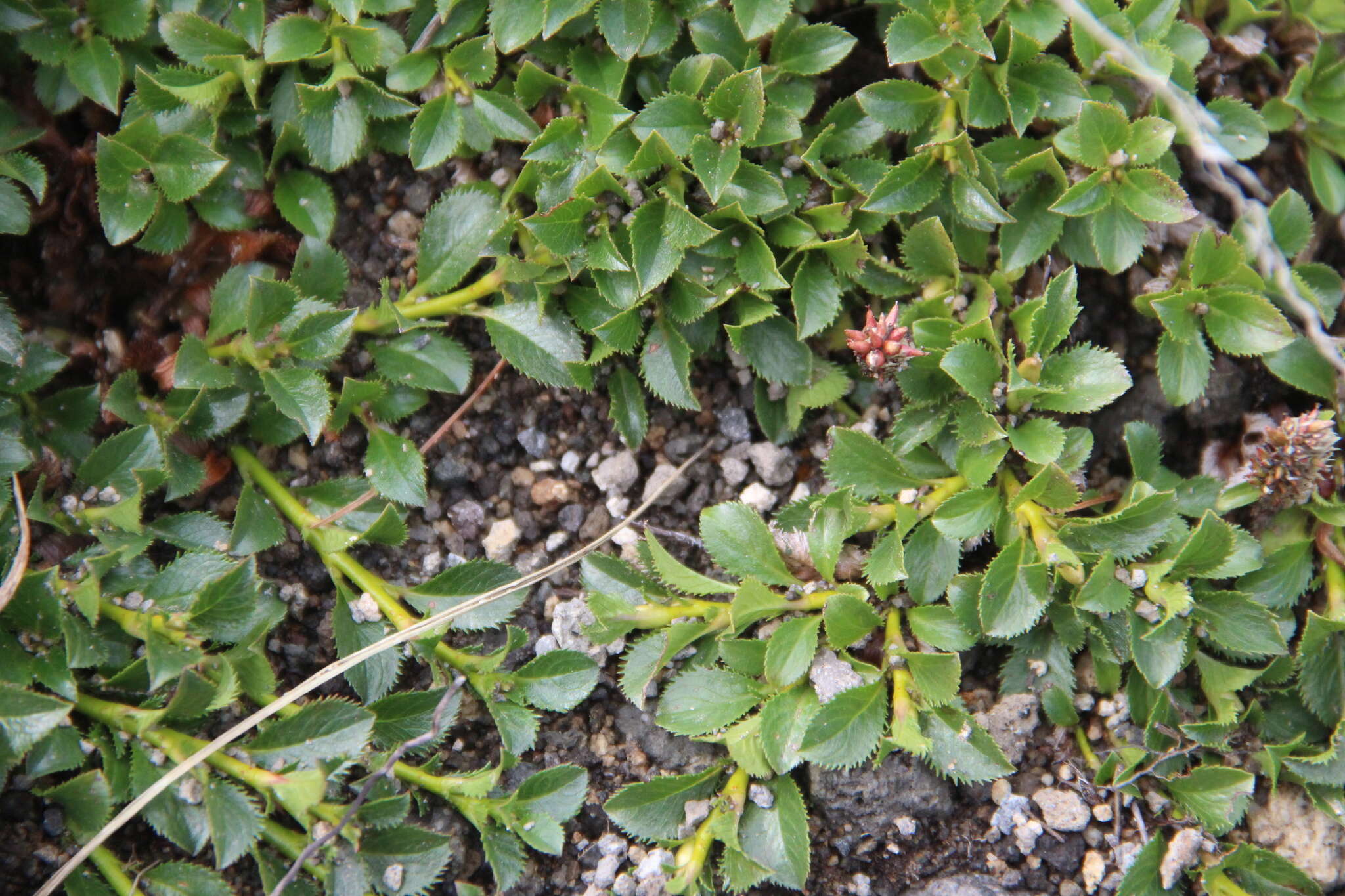 Salix berberifolia subsp. tschuktschorum (A. Skvorts.) Worosch.的圖片