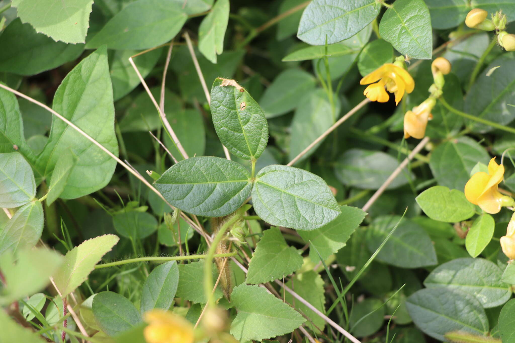 Image of Long-Leaf Cow-Pea