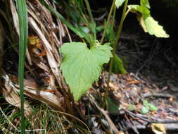 Image of Phyteuma ovatum subsp. pseudospicatum Pignatti