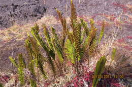 Plancia ëd Polypodium pellucidum var. vulcanicum Skottsberg