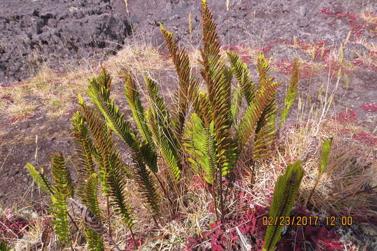 Plancia ëd Polypodium pellucidum var. vulcanicum Skottsberg