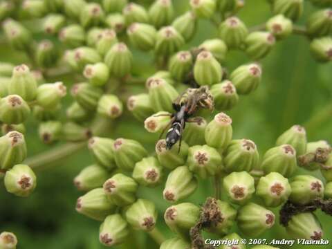 Imagem de Aphantaulax trifasciata (O. Pickard-Cambridge 1872)