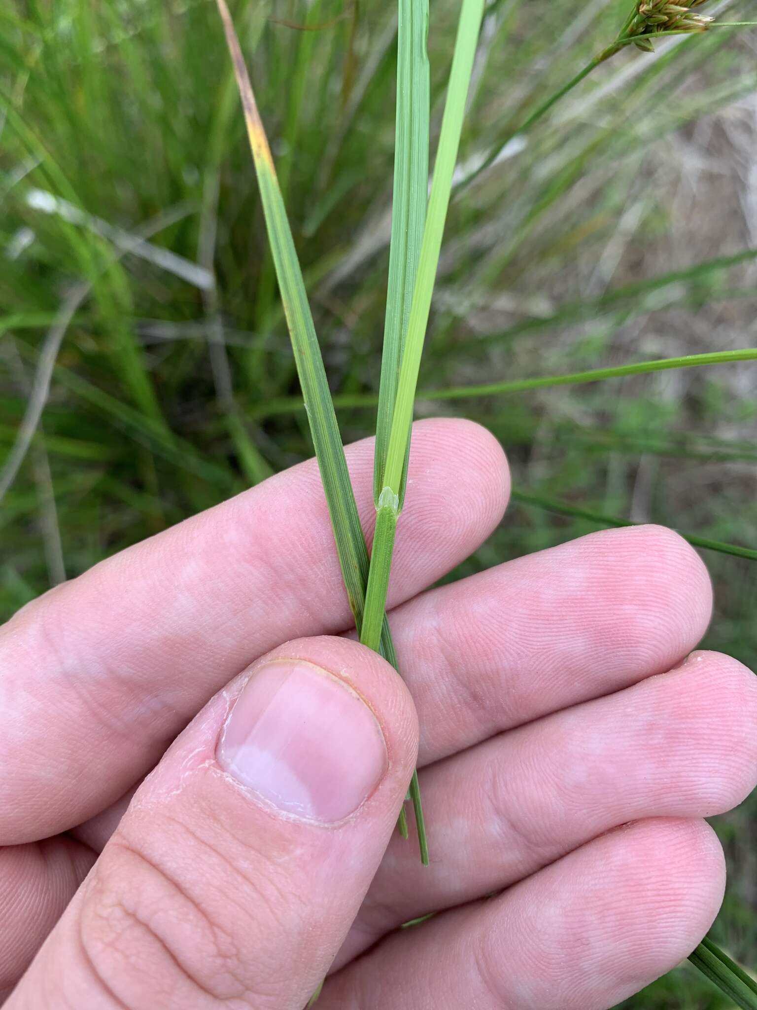 Image of Green-Sheath Sedge