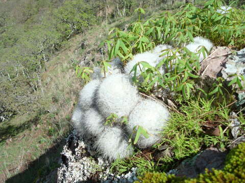 صورة Mammillaria senilis Lodd. ex Salm-Dyck