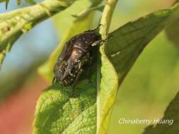 Image of Protaetia (Calopotosia) orientalis sakaii Kobayashi 1994