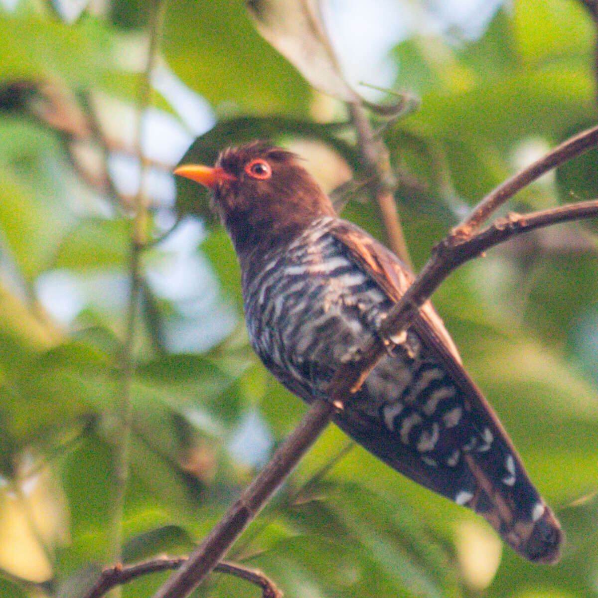 Image of Violet Cuckoo