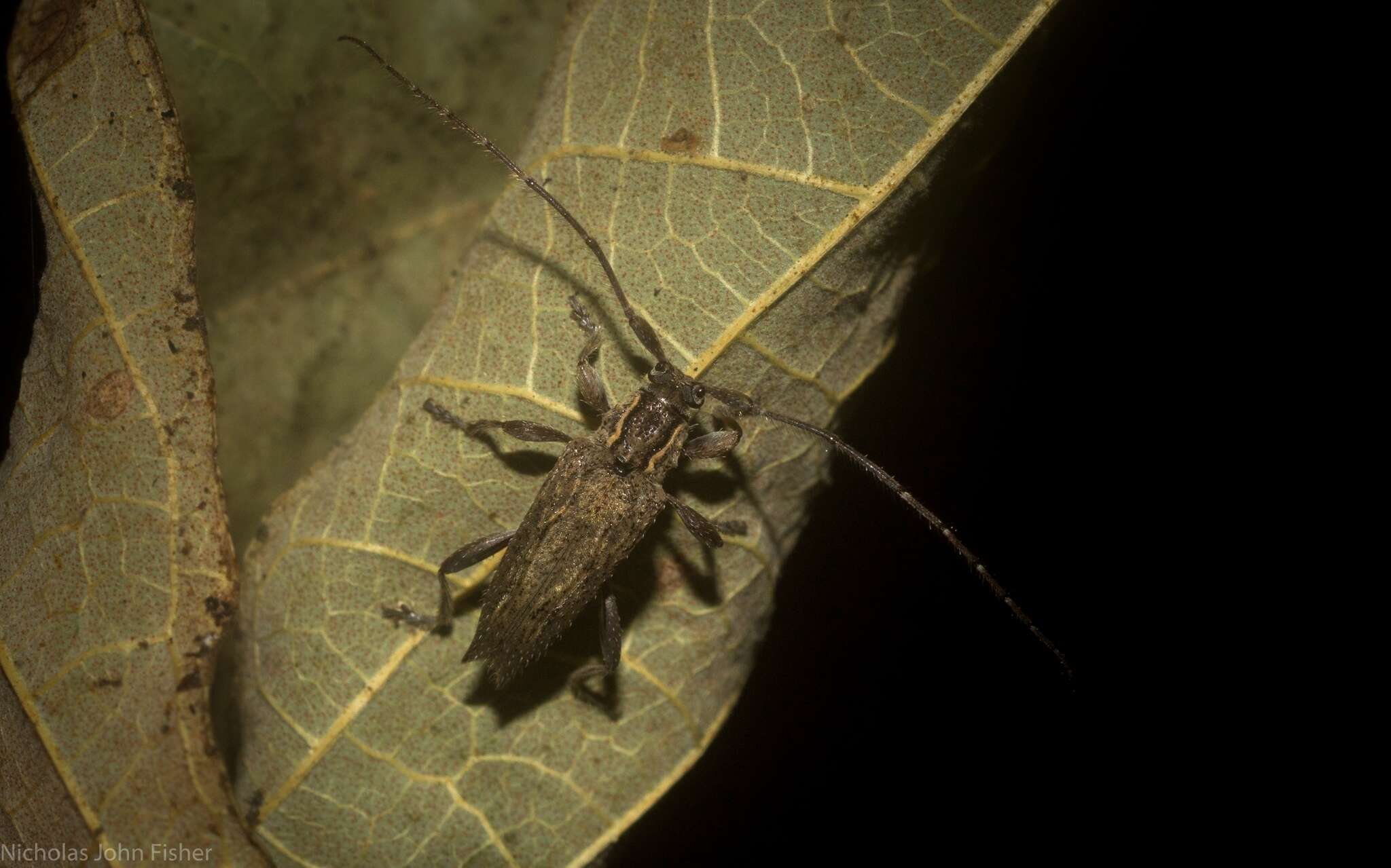 Image of Didymocentrotus denticollis (Pascoe 1867)