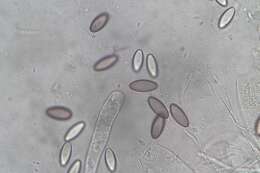 Image of Ascobolus hawaiiensis Brumm. 1967