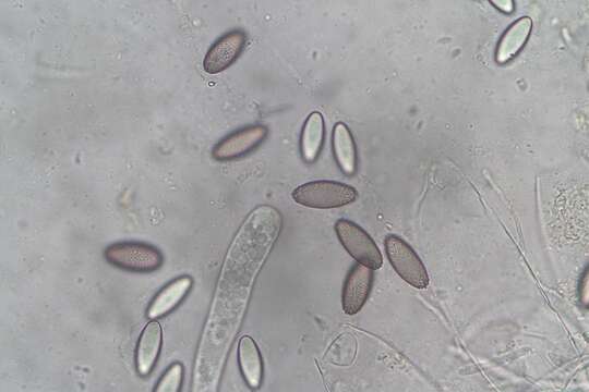 Ascobolus hawaiiensis Brumm. 1967的圖片