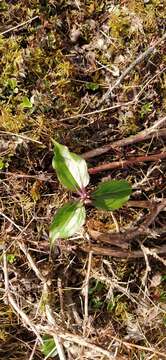 Imagem de Trillium govanianum Wall. ex D. Don