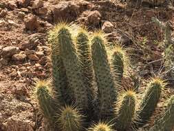 Image of Nichol's hedgehog cactus