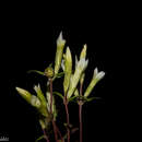 Image of Gentianella canosoi G. L. Nesom & B. L. Turner
