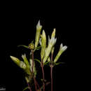 Gentianella canosoi G. L. Nesom & B. L. Turner resmi