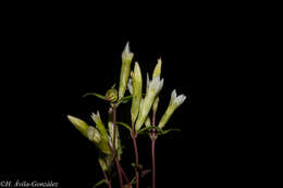 Gentianella canosoi G. L. Nesom & B. L. Turner resmi