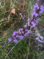 Image of Sandhill's blazing star