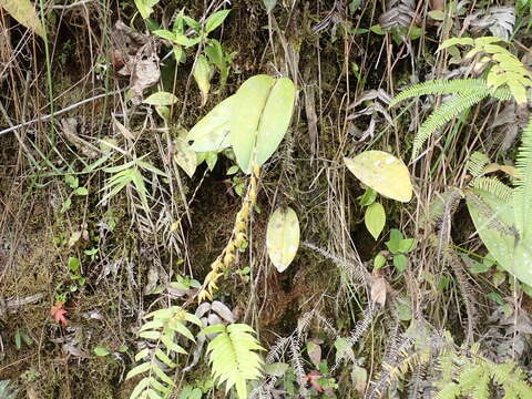 Image of Stelis restrepioides (Lindl.) Pridgeon & M. W. Chase